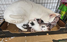 Mixed Breed cats for sale: KITTENS FOR SALE - Image 4