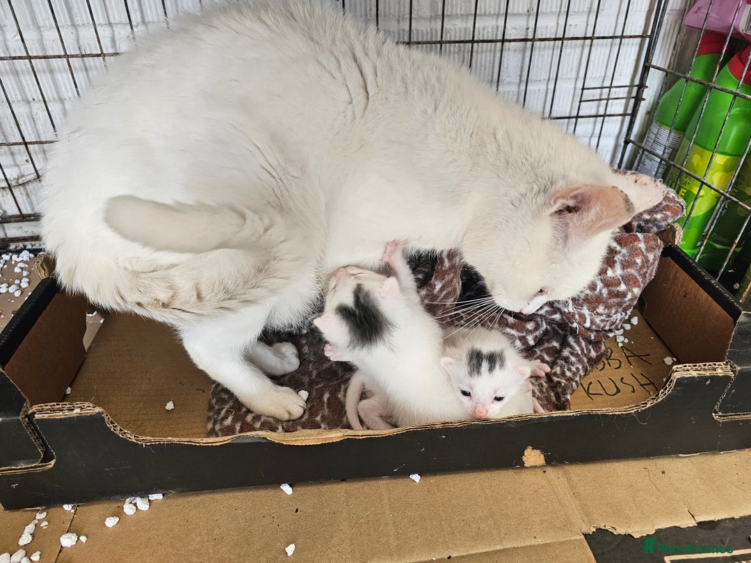 Mixed Breed cats for sale: KITTENS FOR SALE - Image 4