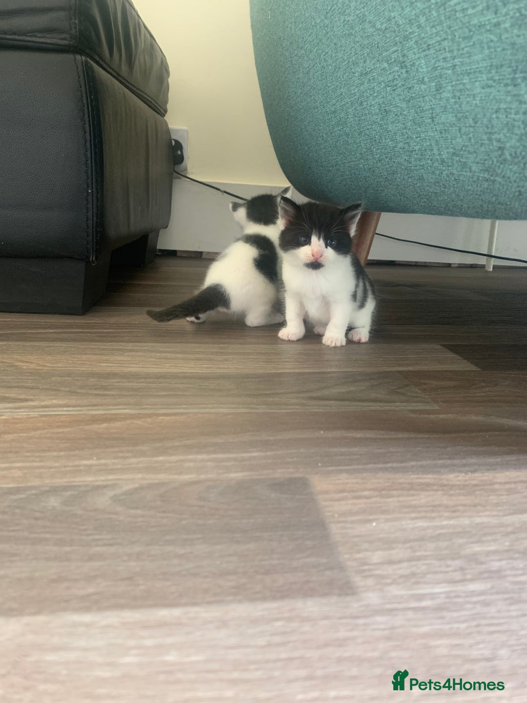 Mixed Breed cats for sale: Harlequin Mixed Breed Kittens  - Image 7