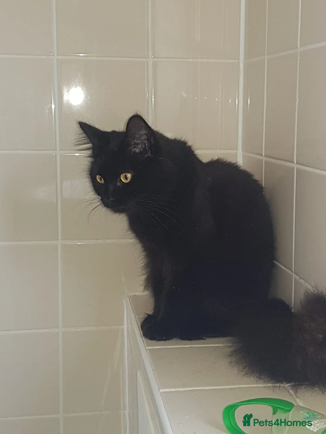 Maine Coon cats for sale: 5 month old female maine coon  - Advert 1