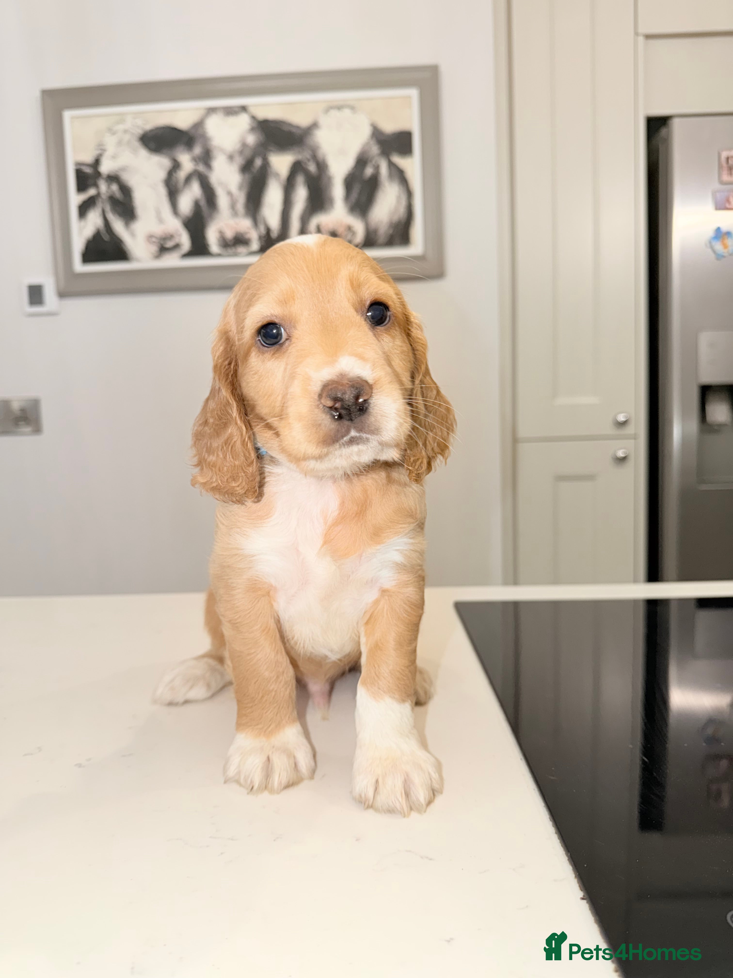 Cocker Spaniel dogs Working cocker spaniel puppies - Advert 18