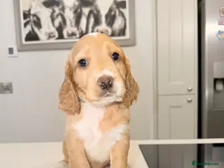 Cocker Spaniel dogs Working cocker spaniel puppies - Advert 14