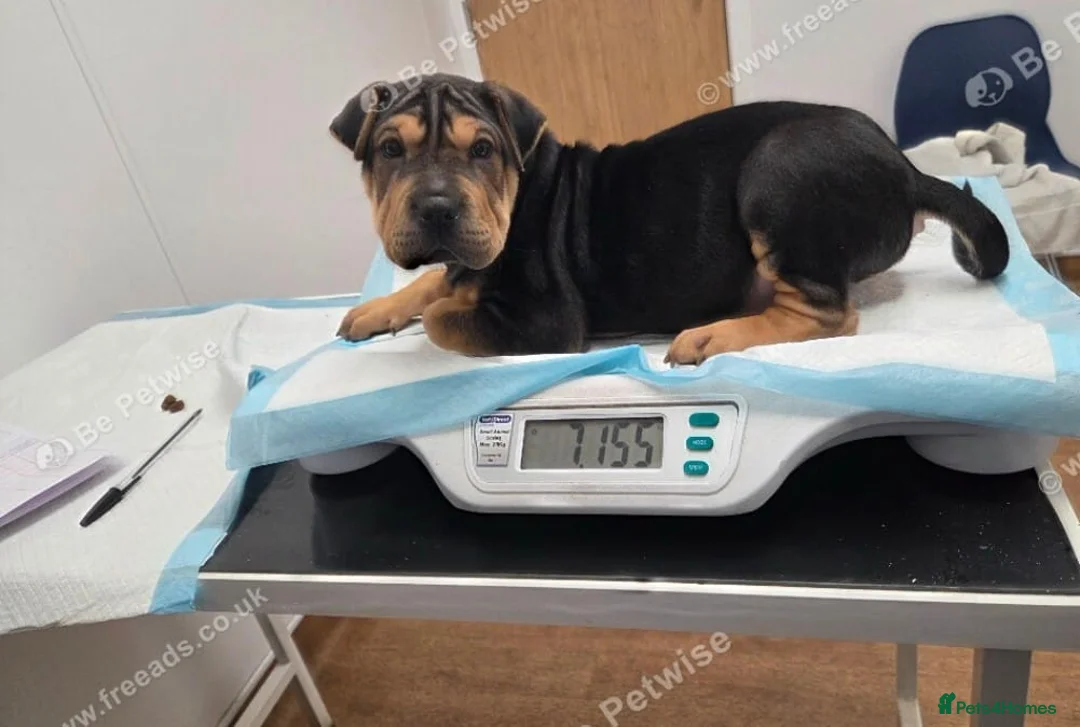 Shar Pei dogs for sale: Rare chocolate and tan brush coat girl shar pei - Advert 1