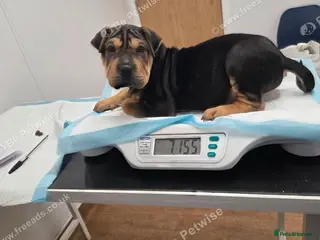 Shar Pei dogs Rare chocolate and tan brush coat girl shar pei - Advert 4