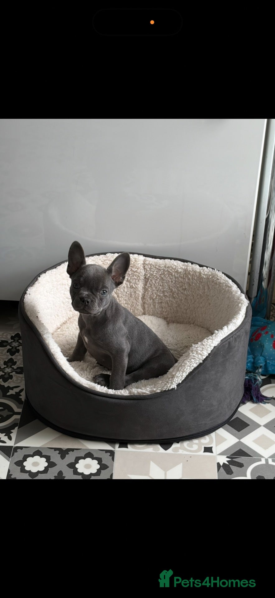 French Bulldog dogs French bulldog puppy  - Advert 17