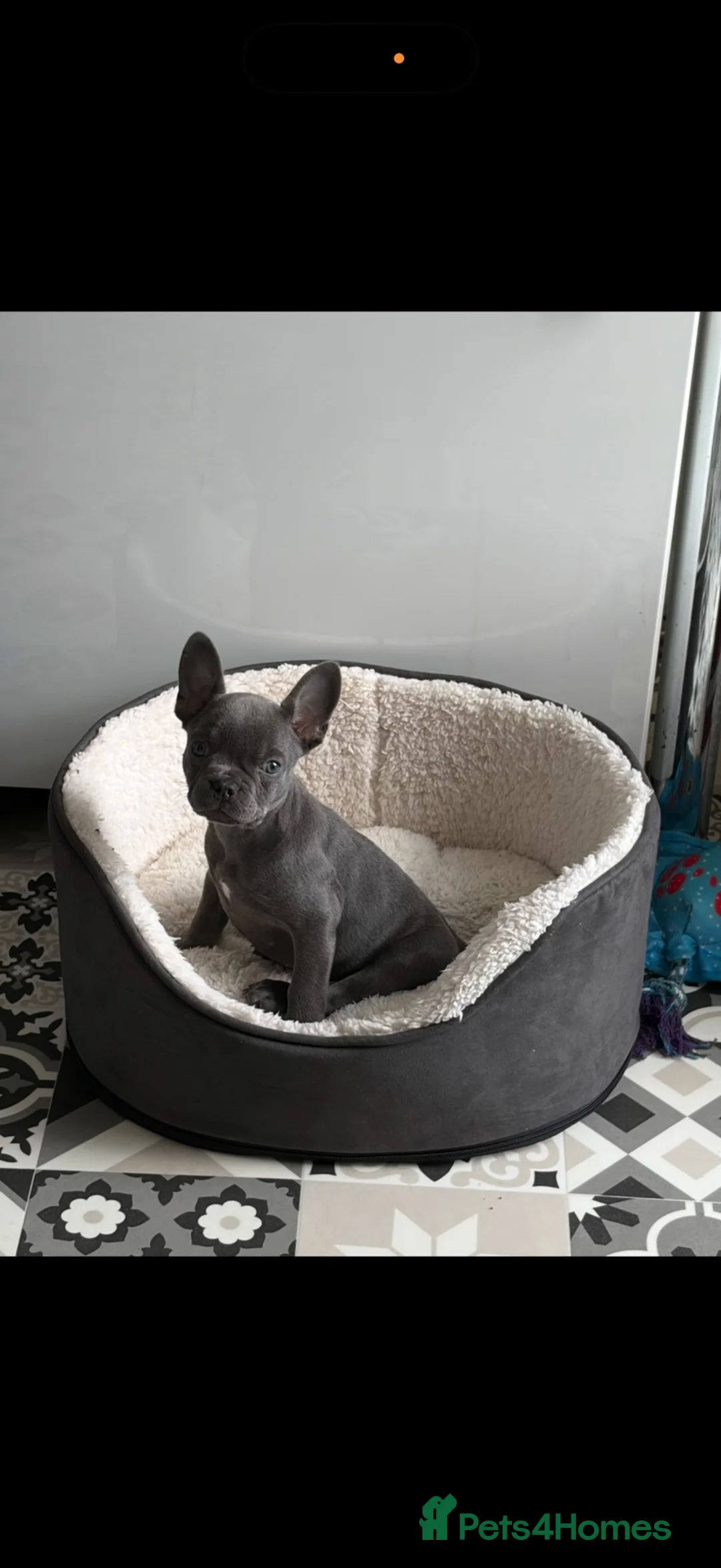 French Bulldog dogs for sale: French bulldog puppy  - Advert 1