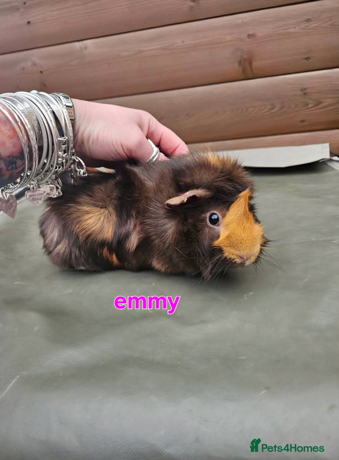 Guinea Pig rodents for sale: Lunkarya - Advert 18