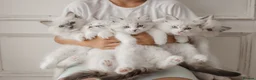 Ragdoll cats for sale: Seal Lynx Bicolour Ragdoll female ready now 💕 - Advert 6