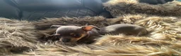 Chihuahua dogs for sale: Litter of chihuahua puppies ready to leave now  - Advert 24