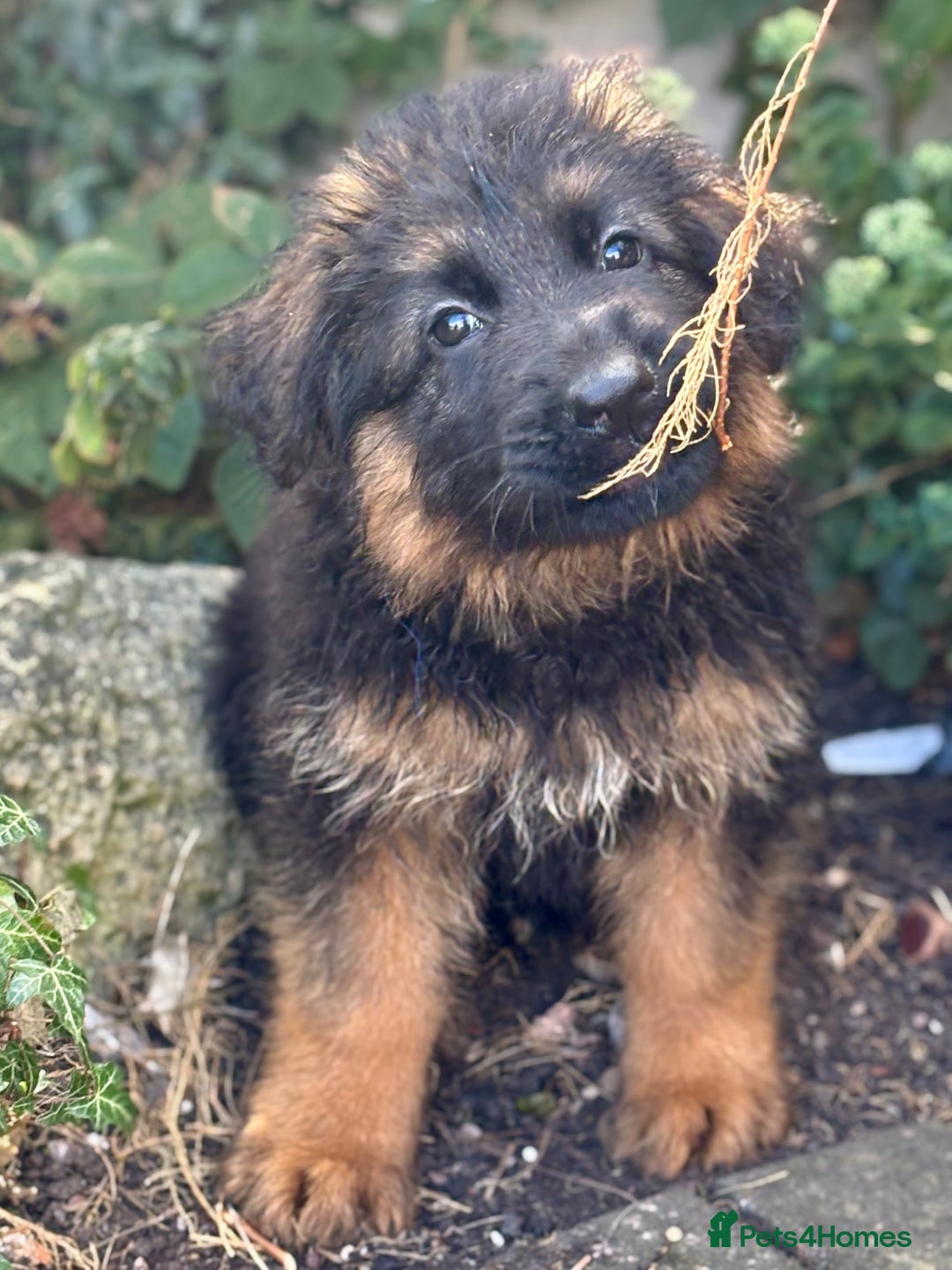 German Shepherd dogs for sale: Ready for new home. German Shepard 1 boy Left!!!  - Image 13