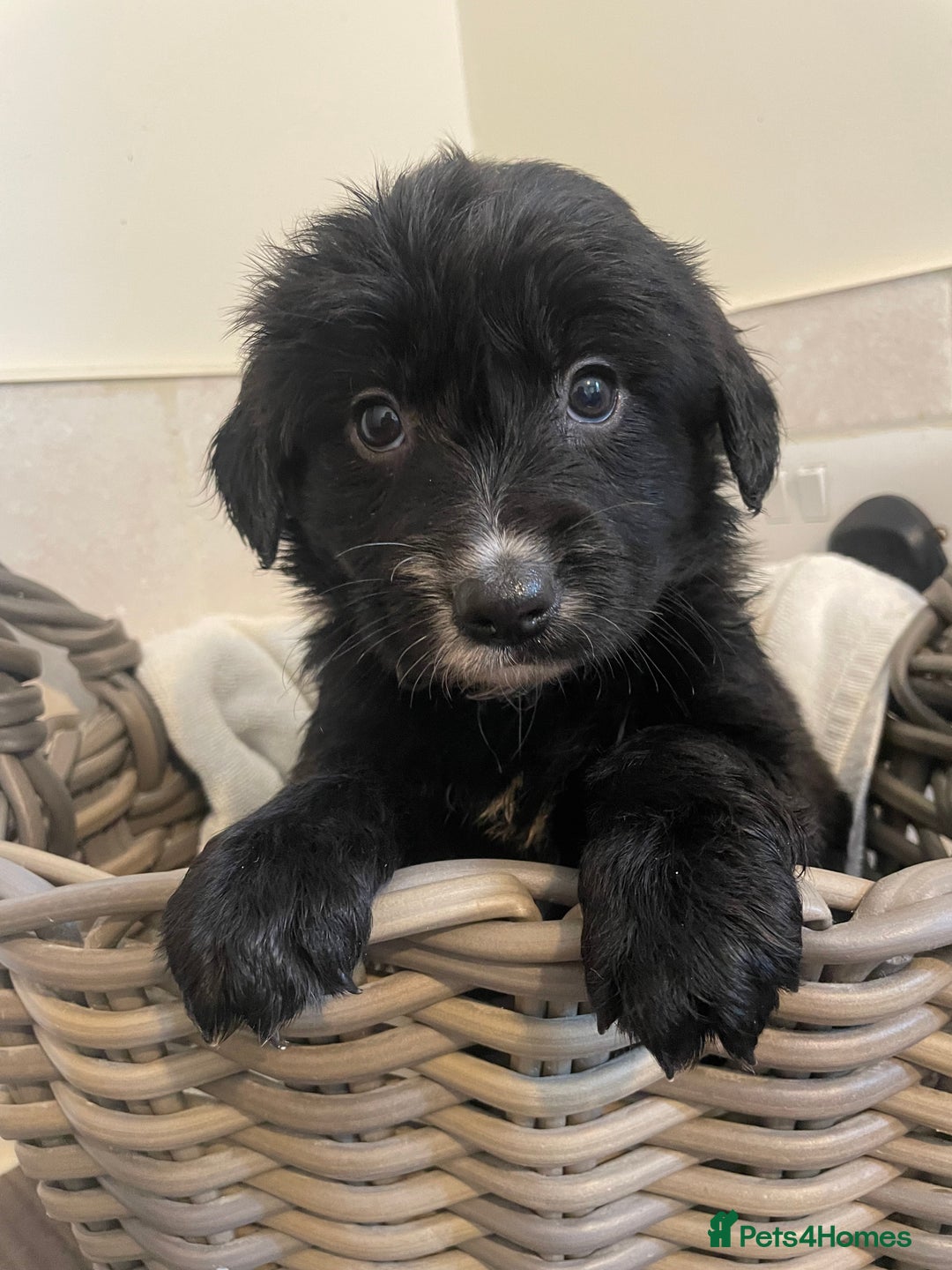 Cocker Spaniel dogs for sale: Cocker spaniel puppy’s  - Image 6