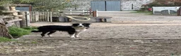 Border Collie dogs for sale: Doug  - Advert 3