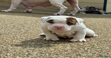 Olde English Bulldogge dogs - Advert 1