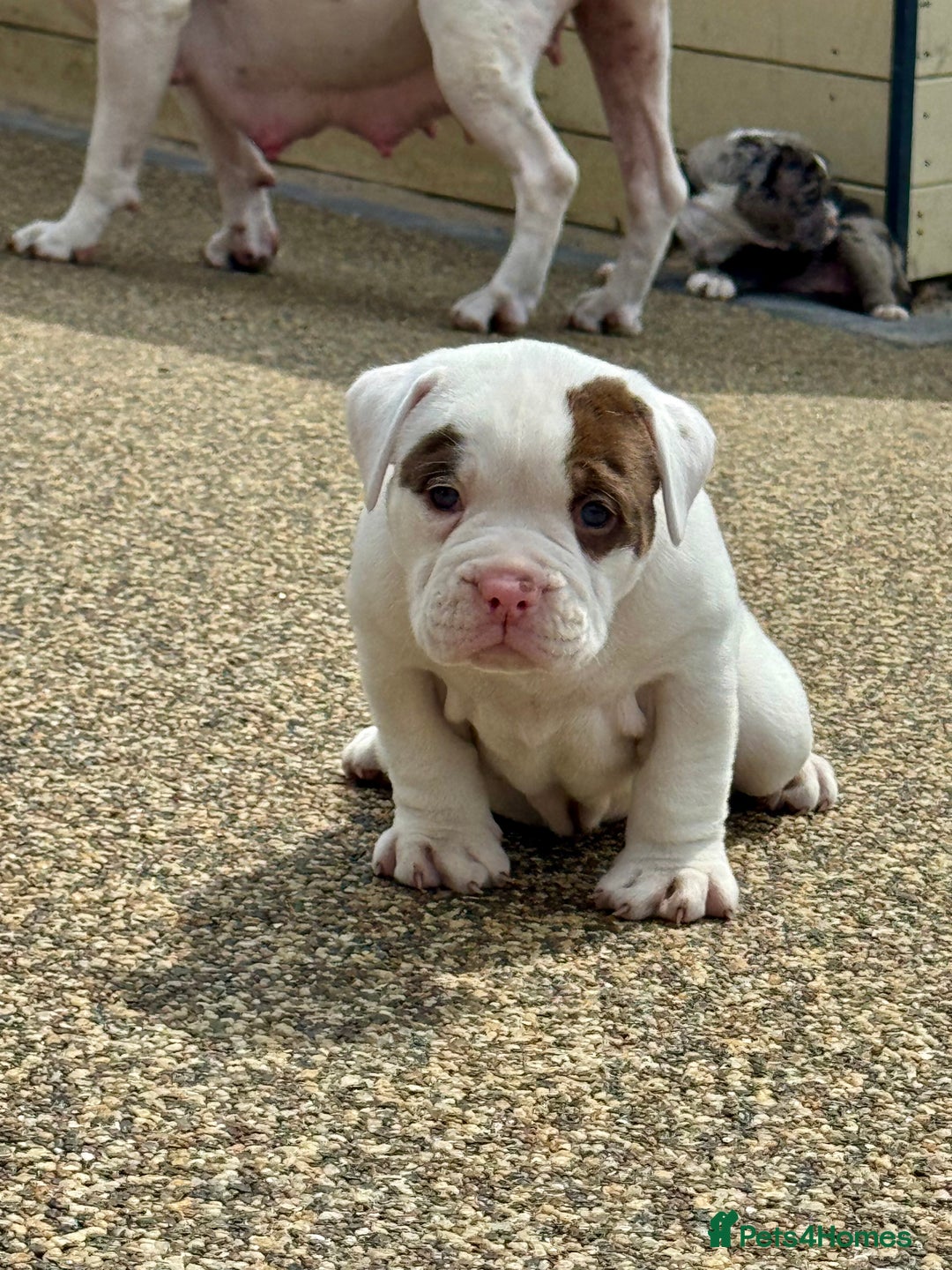 Olde English Bulldogge dogs for sale: Olde English Bulldogge puppies - Image 3