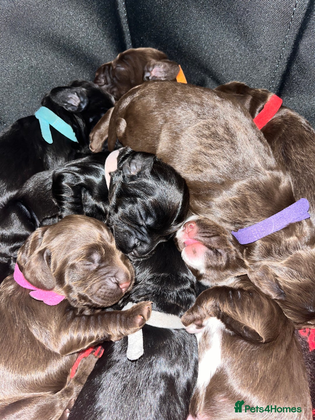 Cocker Spaniel dogs for sale: Cocker spaniels 🐶  - Advert 34
