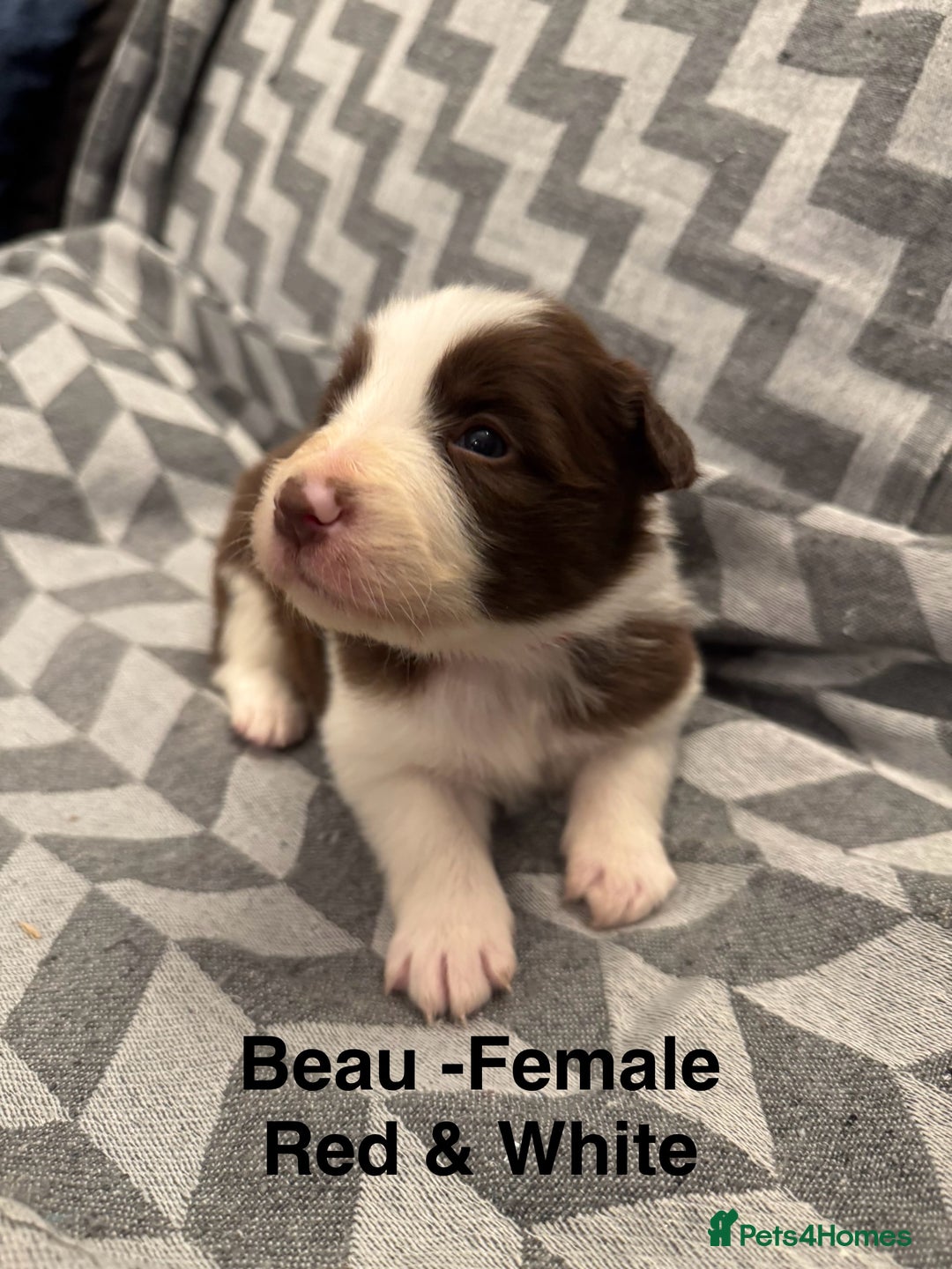 Border Collie dogs for sale: KC Reg (Pending) Border Collie Puppies For Sale - Advert 18