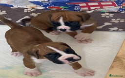 Boxer dogs for sale: Kc Boxer puppy’s bobtail and long licensed breeder - Image 12