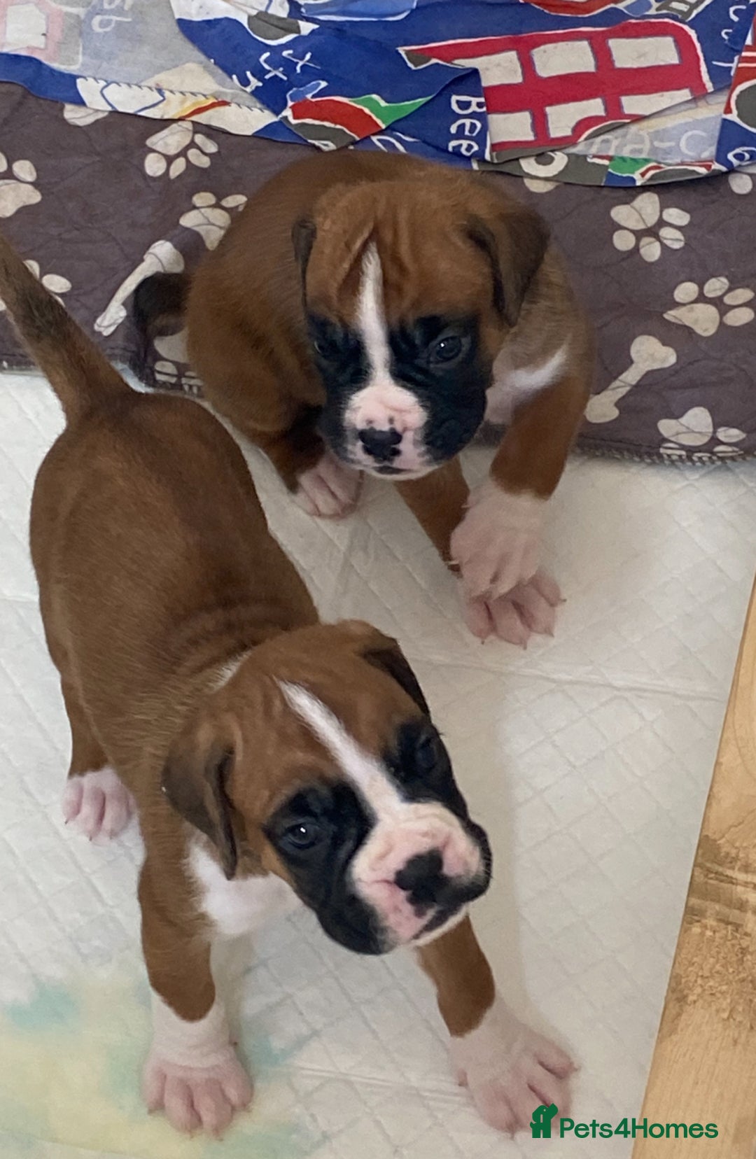 Boxer dogs for sale: Kc Boxer puppy’s bobtail and long licensed breeder - Image 12