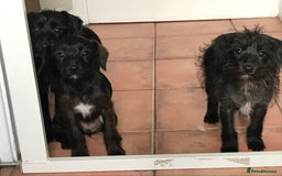 Mixed Breed dogs for sale: Bedlington whippet Italian grayhound x  - Advert 12