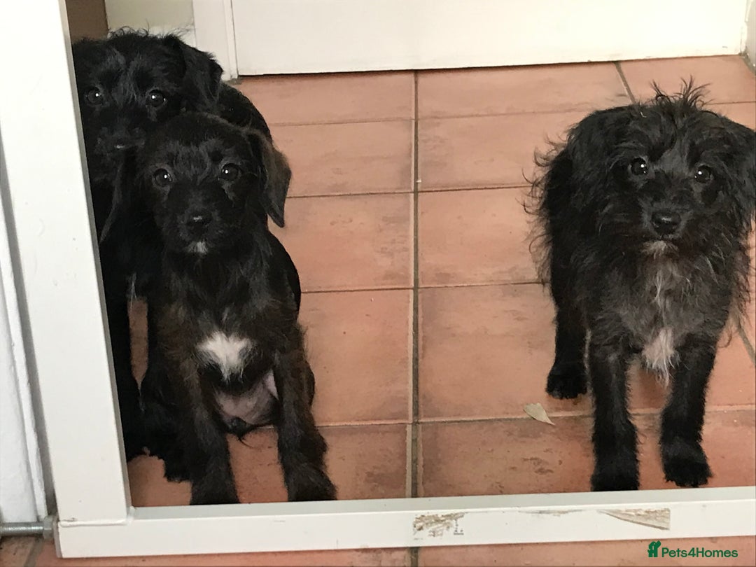 Mixed Breed dogs for sale: Bedlington whippet Italian grayhound x  - Advert 12