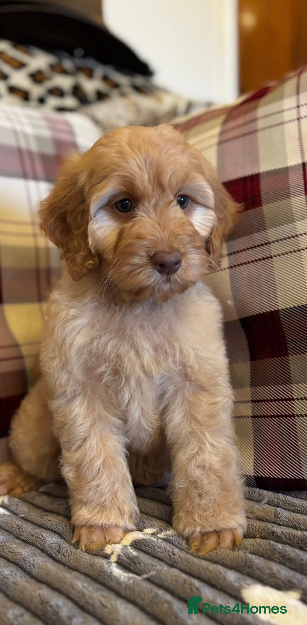 Cockapoo dogs F1 Golden Sable Cockapoo 5 star health tested  - Advert 14