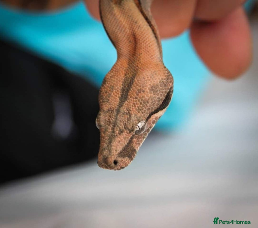 Boa Snake reptiles for sale: Common Boa - Advert 3