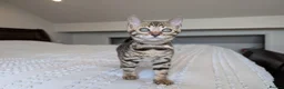 Bengal cats for sale: 🖤🩶🤍 BEAUTIFUL BENGAL KITTENS 🤍🩶🖤 - Advert 12