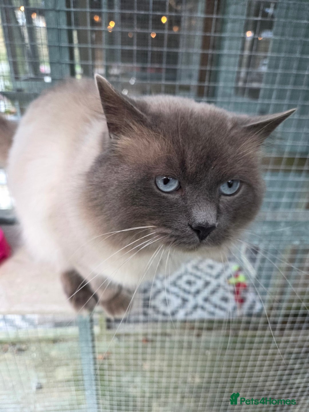 Ragdoll cats for stud: 3 Beautiful Gentle Ragdoll Studs in Bodmin - Advert 12