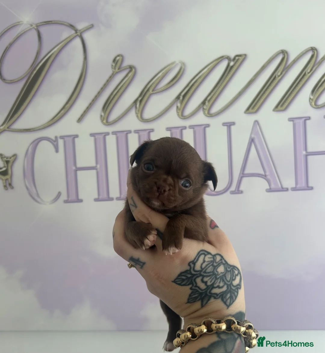 Chihuahua dogs for sale: Beautiful female Chihuahua  - Advert 1