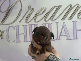 Chihuahua dogs Beautiful female Chihuahua - Advert 1