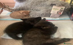 British Shorthair cats for sale: Cute playful smart kittens ready for new homes - Image 25