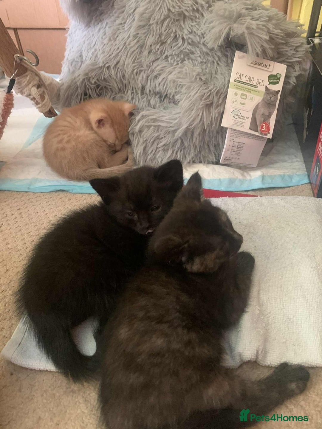 British Shorthair cats for sale: Cute playful smart kittens ready for new homes - Image 25