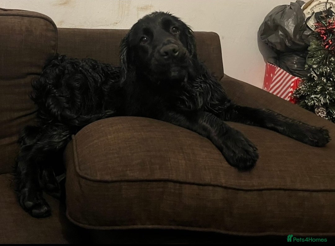 Mixed Breed dogs for sale: Golden cocker - Advert 5