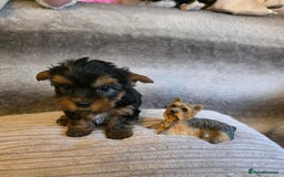 Yorkshire Terrier dogs for sale: Miniature Pedigree Yorkshire Terrier Puppies - Image 8