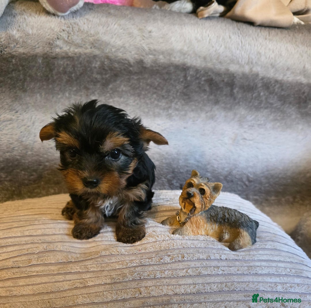 Yorkshire Terrier dogs for sale: Miniature Pedigree Yorkshire Terrier Puppies - Image 8