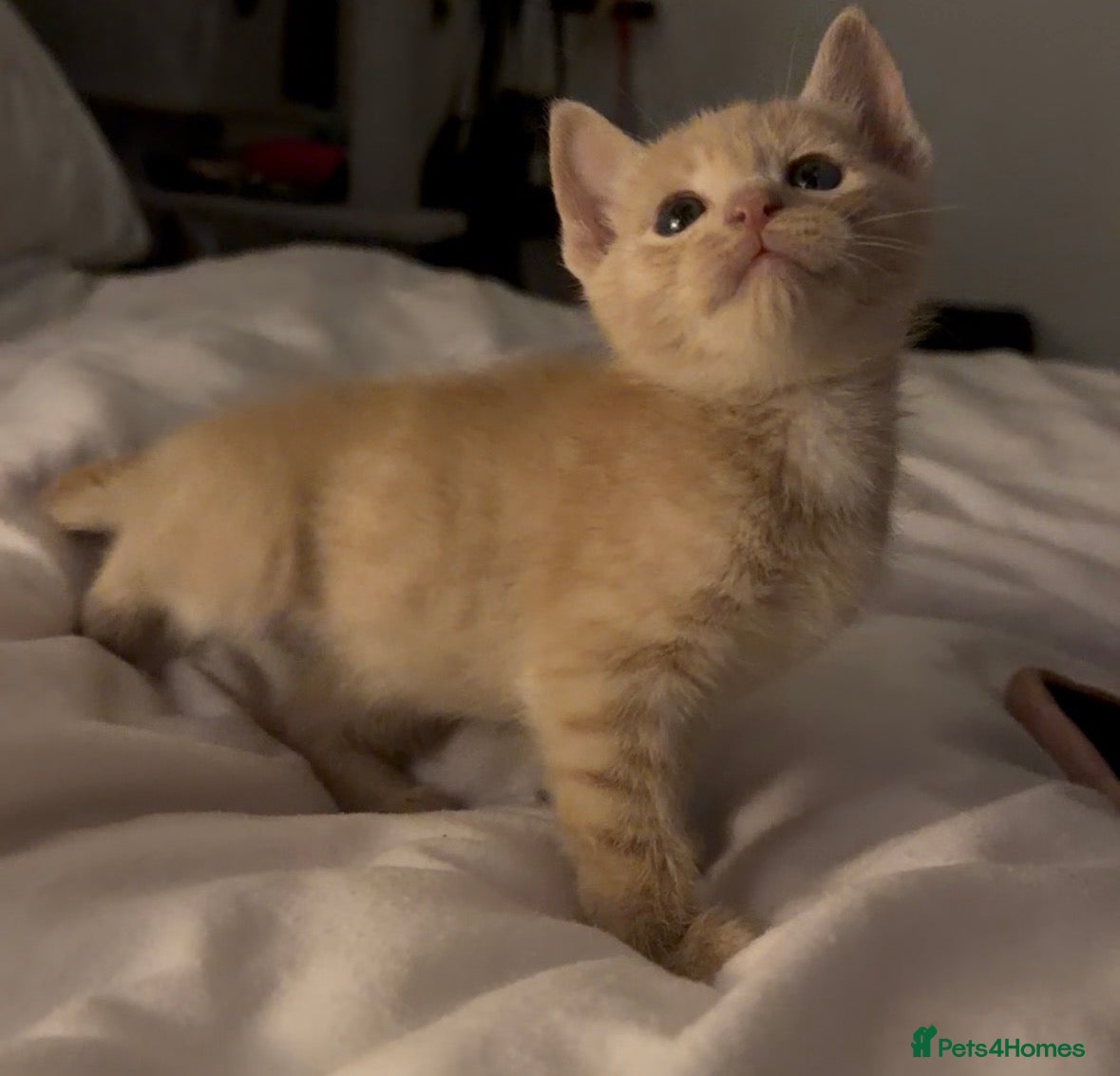 Ragdoll cats Beige ginger kitten  - Advert 4