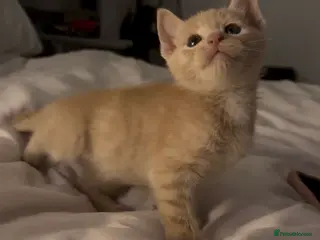 Ragdoll cats Beige ginger kitten - Advert 4