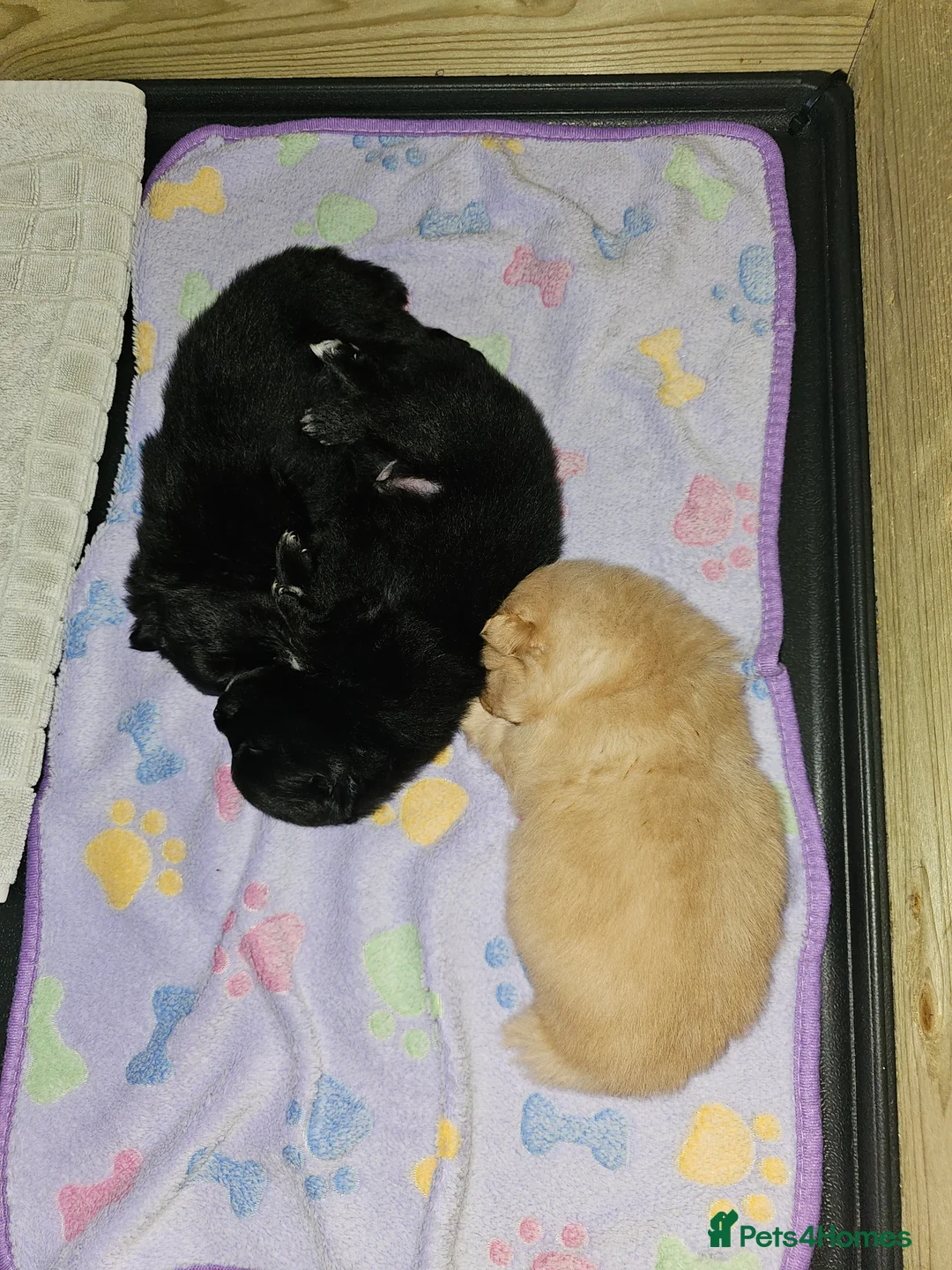 Pomeranian dogs for sale: 3 KC HANDSOME POMERANIAN BOYS - Advert 7