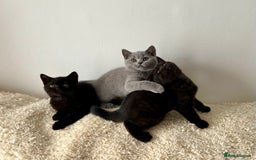 British Shorthair cats for sale: Ready to go pure breed British shorthair kittens - Image 9