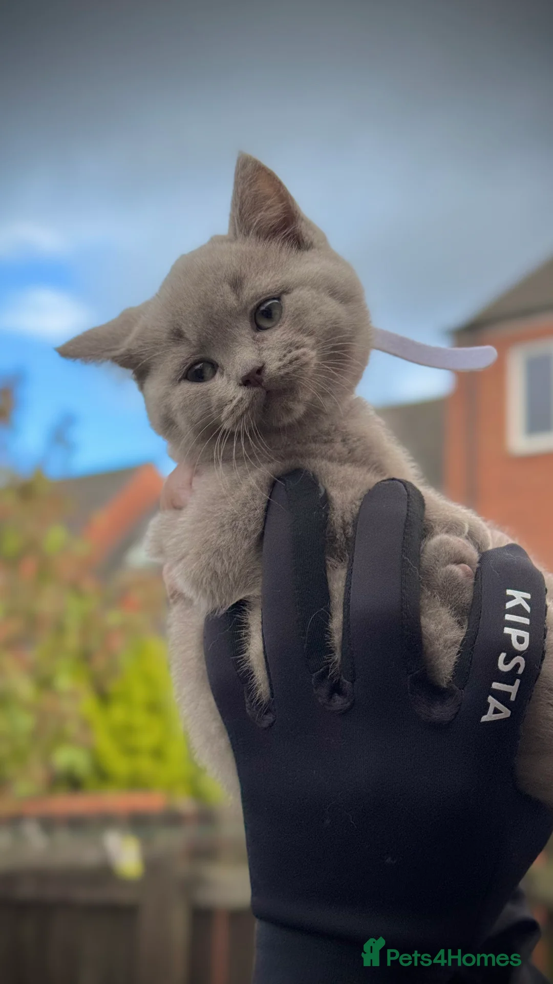 British Shorthair cats for sale: Adorable British Shorthair Blue and Lilic kittens - Advert 7