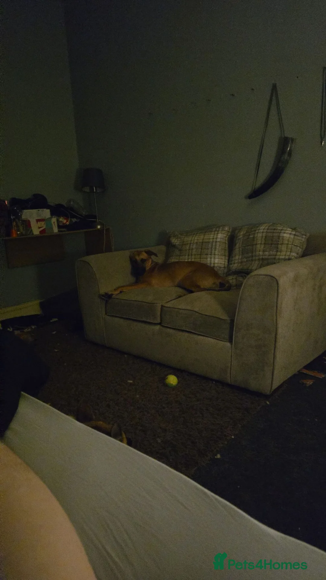 Mixed Breed dogs for sale: Belgian Malinois/saluki - Advert 2