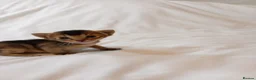 Mixed Breed cats for sale: Abyssinian X from outcross programme - Advert 8