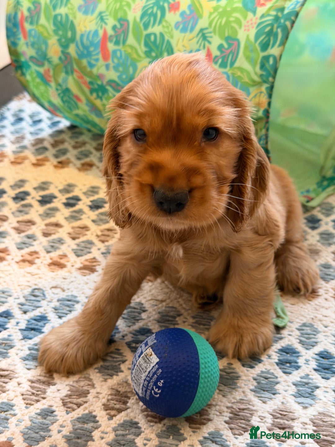 Cocker Spaniel dogs for sale: Champion bloodline KC Show Cocker Spaniel Puppies - Advert 17