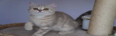 Marble lilac 