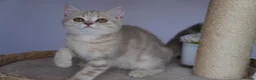 Scottish Fold cats for sale: 🌸beautiful long hair and short haired kittens🌸 - Advert 8