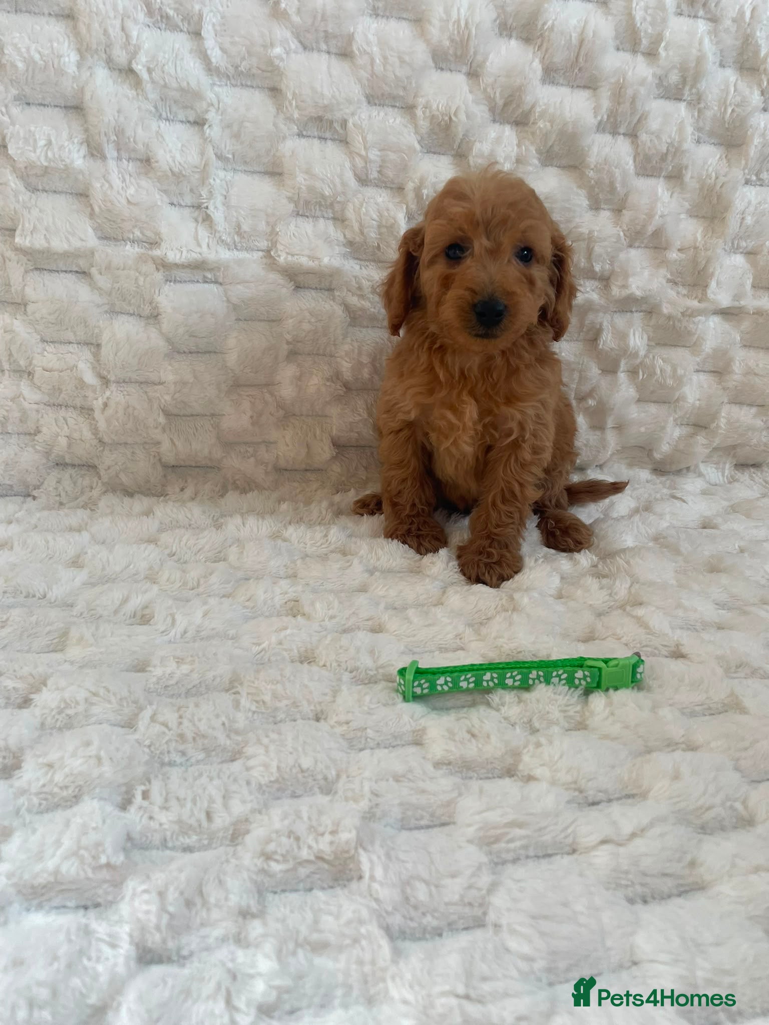 Mini Goldendoodle dogs Beautiful miniature Goldendoodles - Advert 2