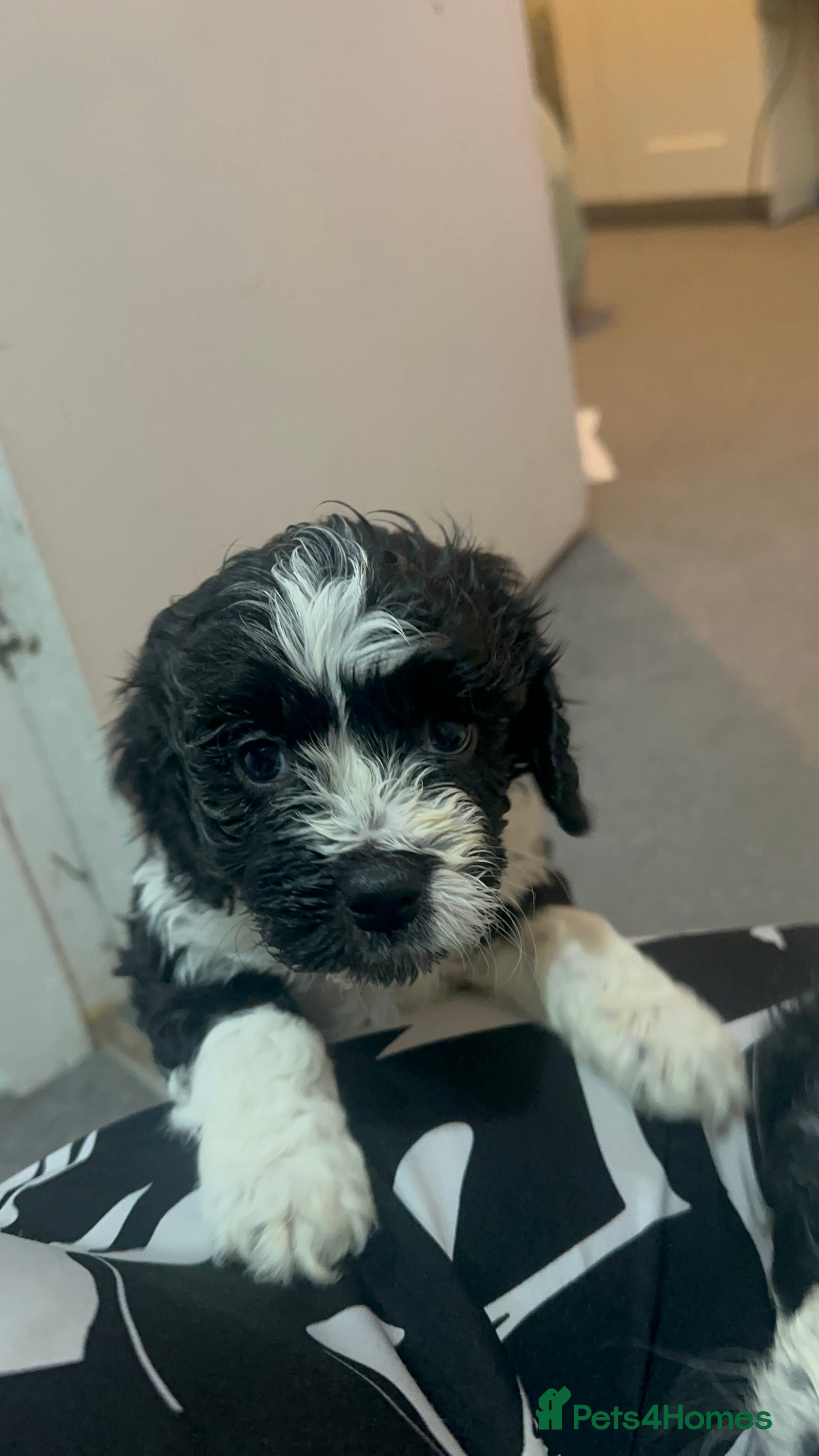 Mixed Breed dogs Beautiful Cocka/Cavapoo puppies.  - Advert 17