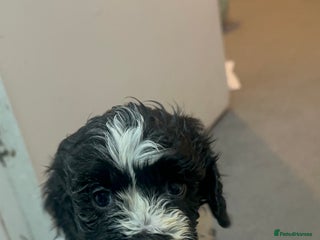 Mixed Breed dogs Beautiful Cocka/Cavapoo puppies. - Advert 1