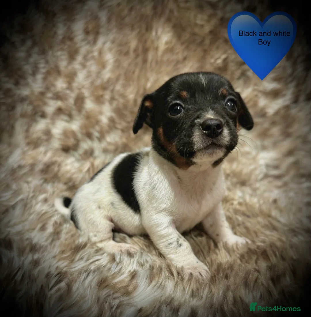 Jack Russell dogs for sale: Beautiful traditional and Merle jack Russels  - Advert 9