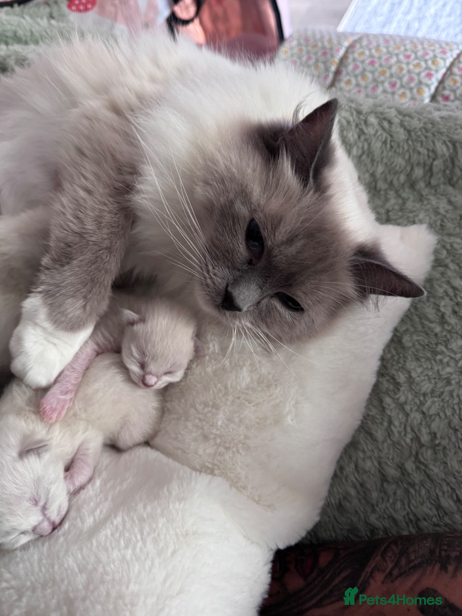 Ragdoll cats GCCF Ragdoll Kittens - Advert 1